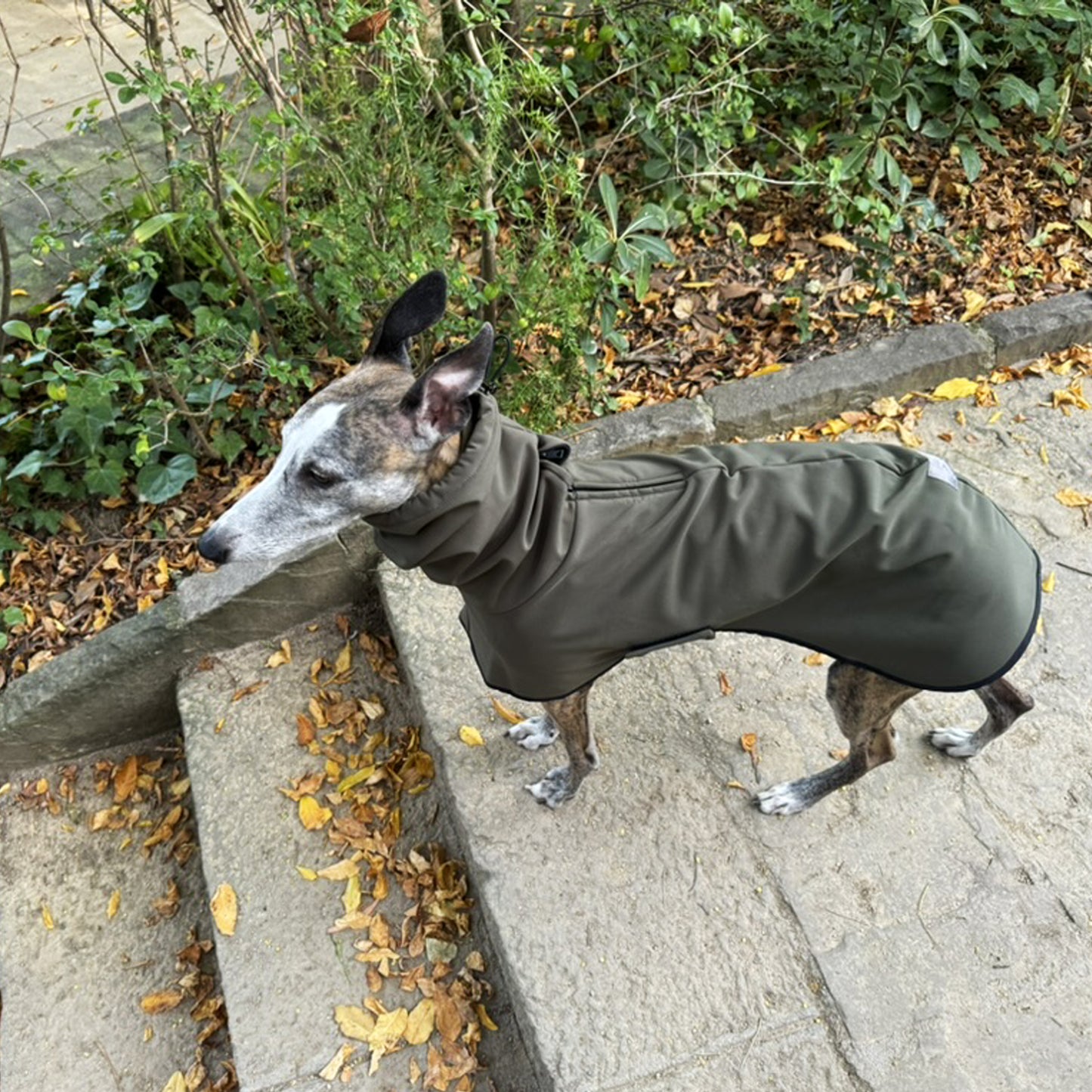 GENEVA (Olive)