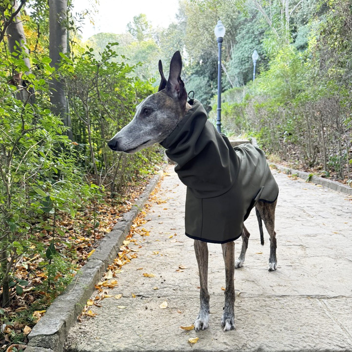 GENEVA (Olive)